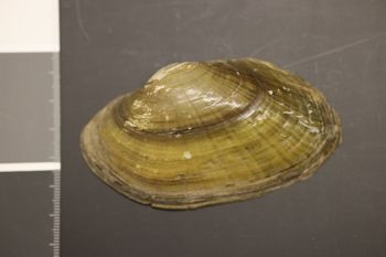 Media type: image;   Malacology 16690 Description: Preserved specimen.;